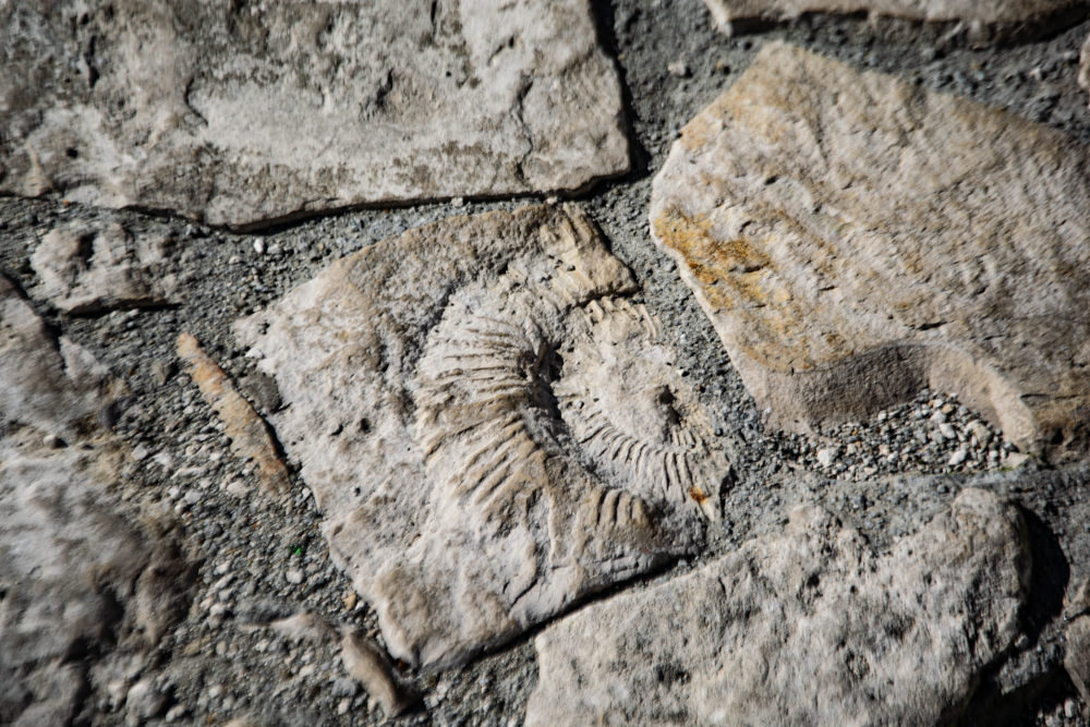 W piaskowcu, który wyznacza kontury dawnych murów obronnych można zauważyć znacznie starsze ślady życia Budowniczowie i Burzyciele - spacer historyczny